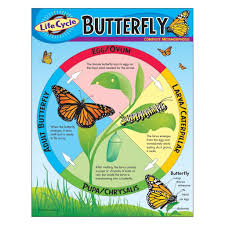 Life Cycle of a Butterfly