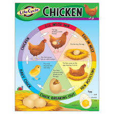 Life Cycle of a Chicken
