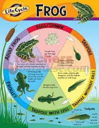 Life Cycle of a Frog