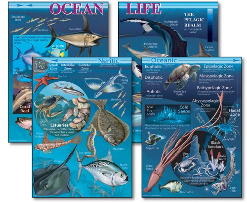Ocean Life Bulletin Board Set 9781600224980