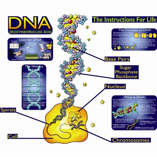 DNA Understanding The Basics Bulletin Board Set CD1924