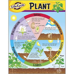Life Cycle of a Plant T38179